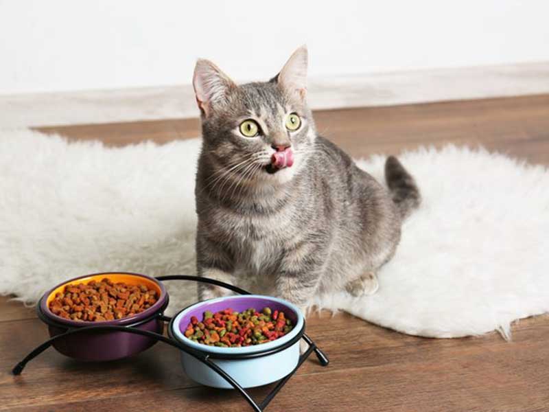 Complete Diet & Nutrition Guide for your Feline Friend